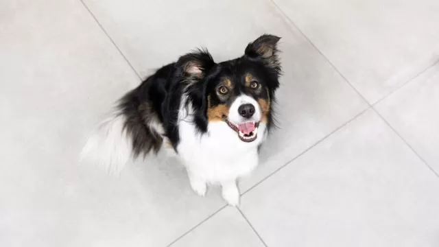 Why is Your Dog Staring at You? Decoding Canine Communication and Behavior