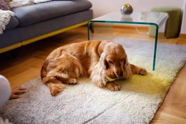 Conquering Pet Hair Woes: Effective Solutions for Removing Dog Hair from Carpets and Beyond