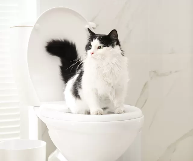 Effective Tips for Toilet Training Your Kitten