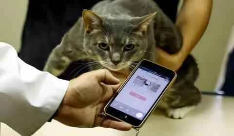 Japan's Beloved Cats Get Healthcare Help from AI