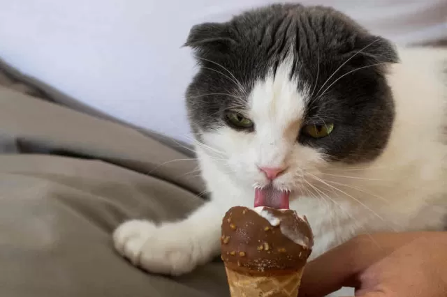 Can Cats Have Chocolate? Understanding the Risks and Dangers of Cocoa for Your Feline Friend